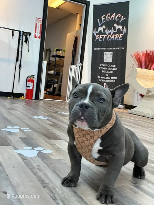 Norris – American Bully puppy for sale in Richmond, TX