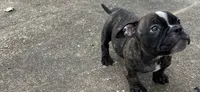 Koda, a female American Bully for sale in Richmond, TX – 7 of 10