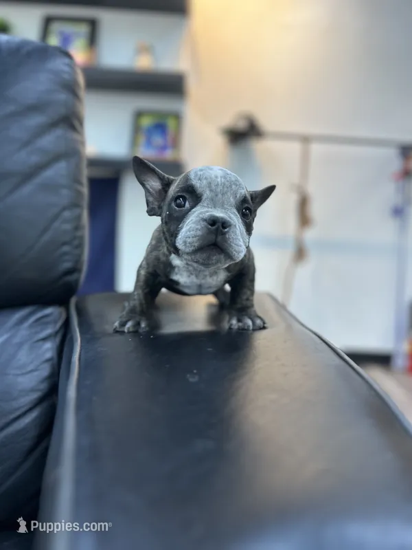 Sweet thang  – American Bully puppy for sale in Richmond, TX