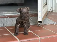 Maple, a female Miniature Schnauzer for sale in Richmond, TX – 3 of 7