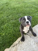 Zuri, a female American Bully for sale in Richmond, TX – 7 of 7