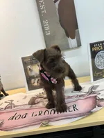 Dutches , a female Miniature Schnauzer for sale in Richmond, TX – 2 of 10
