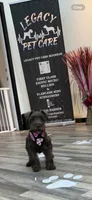 Dutches , a female Miniature Schnauzer for sale in Richmond, TX – 10 of 10