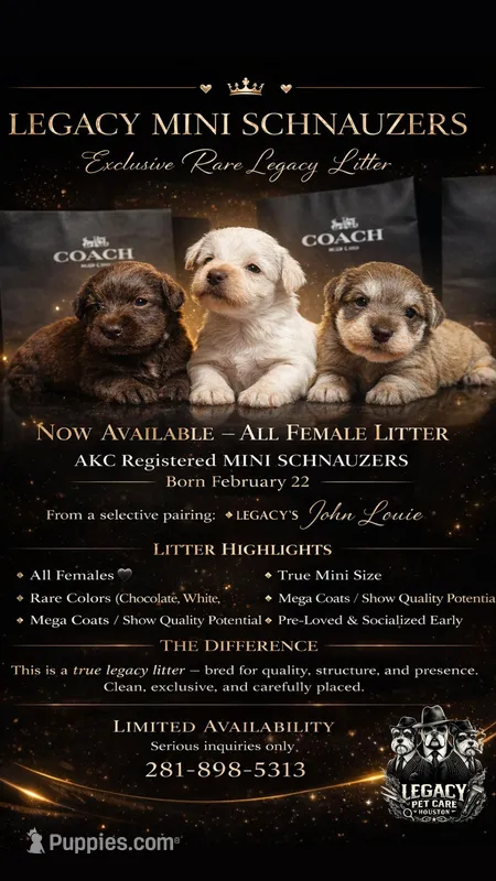 Dutches  – Miniature Schnauzer puppy for sale in Richmond, TX