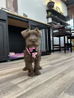 Dutches , a female Miniature Schnauzer for sale in Richmond, TX – 7 of 10