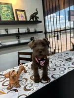 Dutches , a female Miniature Schnauzer for sale in Richmond, TX – 6 of 10