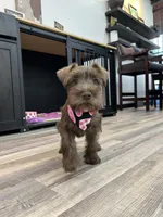 Dutches , a female Miniature Schnauzer for sale in Richmond, TX – 8 of 10