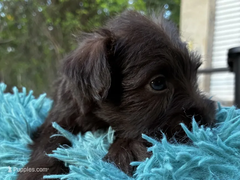 Dutches  – Miniature Schnauzer puppy for sale in Richmond, TX