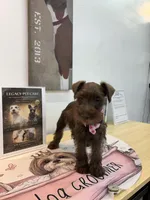 Dutches , a female Miniature Schnauzer for sale in Richmond, TX – 4 of 10
