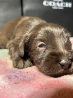 Dutches , a female Miniature Schnauzer for sale in Richmond, TX – Photo 3 of 5