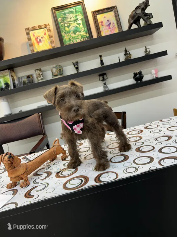 Dutches  – Miniature Schnauzer puppy for sale in Richmond, TX