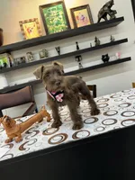 Dutches , a female Miniature Schnauzer for sale in Richmond, TX – 1 of 10