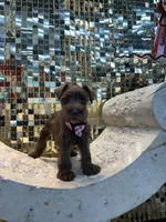 Dutches , a female Miniature Schnauzer for sale in Richmond, TX – 5 of 10