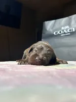 Dutches , a female Miniature Schnauzer for sale in Richmond, TX – Photo 2 of 5