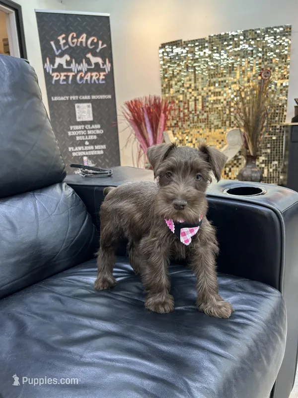 Dutches  – Miniature Schnauzer puppy for sale in Richmond, TX