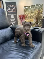 Dutches , a female Miniature Schnauzer for sale in Richmond, TX – 9 of 10