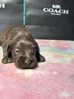 Dutches , a female Miniature Schnauzer for sale in Richmond, TX – Photo 5 of 5