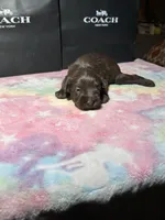 Dutches , a female Miniature Schnauzer for sale in Richmond, TX – Photo 4 of 5