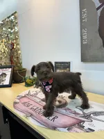 Dutches , a female Miniature Schnauzer for sale in Richmond, TX – 3 of 10