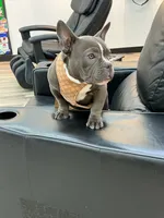Ricky , a male American Bully for sale in Richmond, TX – 8 of 10