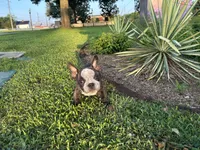Sweet pea 🫛 , a female American Bully for sale in Richmond, TX – 8 of 10