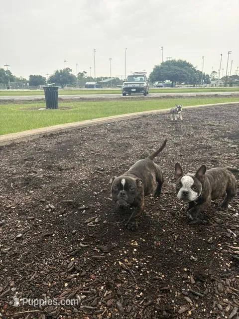 Sweet pea 🫛  – American Bully puppy for sale in Richmond, TX
