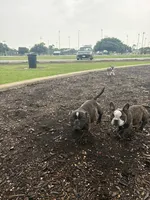 Sweet pea 🫛 , a female American Bully for sale in Richmond, TX – 1 of 10