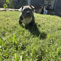 Lulu, a female American Bully for sale in Richmond, TX – Photo 7 of 10