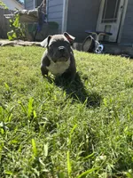 Lulu, a female American Bully for sale in Richmond, TX – Photo 7 of 10