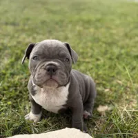 Lulu, a female American Bully for sale in Richmond, TX – Photo 6 of 10