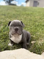 Lulu, a female American Bully for sale in Richmond, TX – Photo 6 of 10