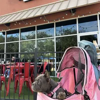 Lulu, a female American Bully for sale in Richmond, TX – Photo 3 of 10