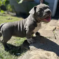 Lulu, a female American Bully for sale in Richmond, TX – Photo 5 of 10