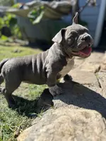 Lulu, a female American Bully for sale in Richmond, TX – Photo 5 of 10