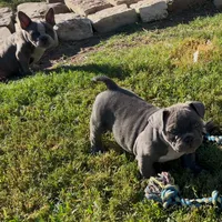 Lulu, a female American Bully for sale in Richmond, TX – Photo 4 of 10