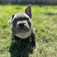 Lulu, a female American Bully for sale in Richmond, TX – Photo 2 of 10