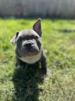 Lulu, a female American Bully for sale in Richmond, TX – Photo 2 of 10