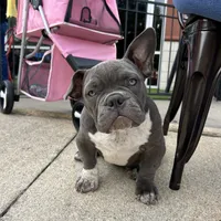 Lulu, a female American Bully for sale in Richmond, TX – Photo 9 of 10