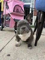 Lulu, a female American Bully for sale in Richmond, TX – Photo 9 of 10