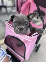 Lulu, a female American Bully for sale in Richmond, TX – Photo 8 of 10