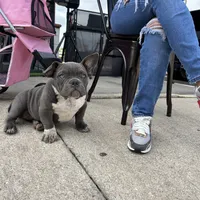 Lulu, a female American Bully for sale in Richmond, TX – Photo 10 of 10