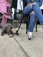 Lulu, a female American Bully for sale in Richmond, TX – Photo 10 of 10