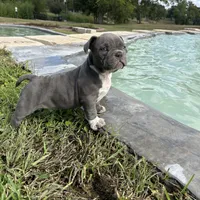 Lulu, a female American Bully for sale in Richmond, TX – Photo 1 of 10