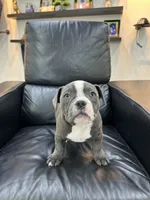 Zuri, a female American Bully for sale in Richmond, TX – 6 of 9