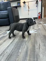 Zuri, a female American Bully for sale in Richmond, TX – 5 of 9