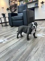Zuri, a female American Bully for sale in Richmond, TX – 3 of 9