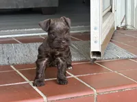 Maple, a female Miniature Schnauzer for sale in Richmond, TX – 6 of 7
