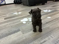 Maple, a female Miniature Schnauzer for sale in Richmond, TX – 1 of 7
