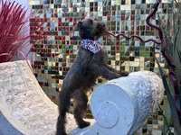 Dutches , a female Miniature Schnauzer for sale in Richmond, TX – 6 of 10