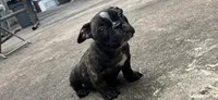 Koda, a female American Bully for sale in Richmond, TX – 6 of 10